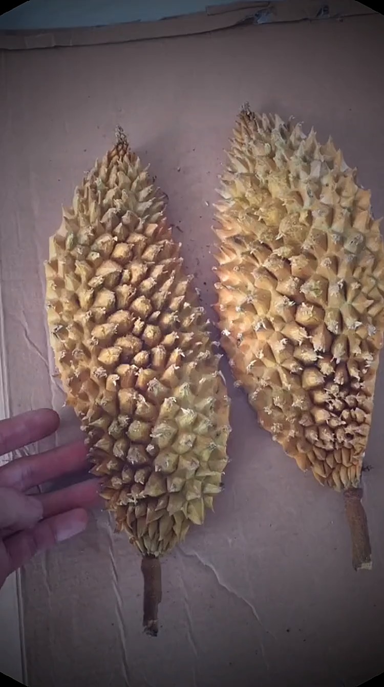 超级榴莲皮 #搞笑 #沙雕