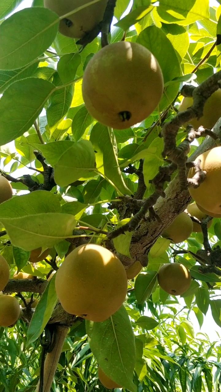 果园里的梨子熟了,盛夏的果实96
