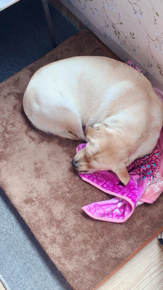 这么赖床的狗谁家还有