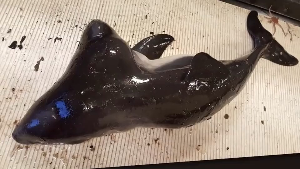 双头海豚只有一个身体,动物也有连体婴,长见识了