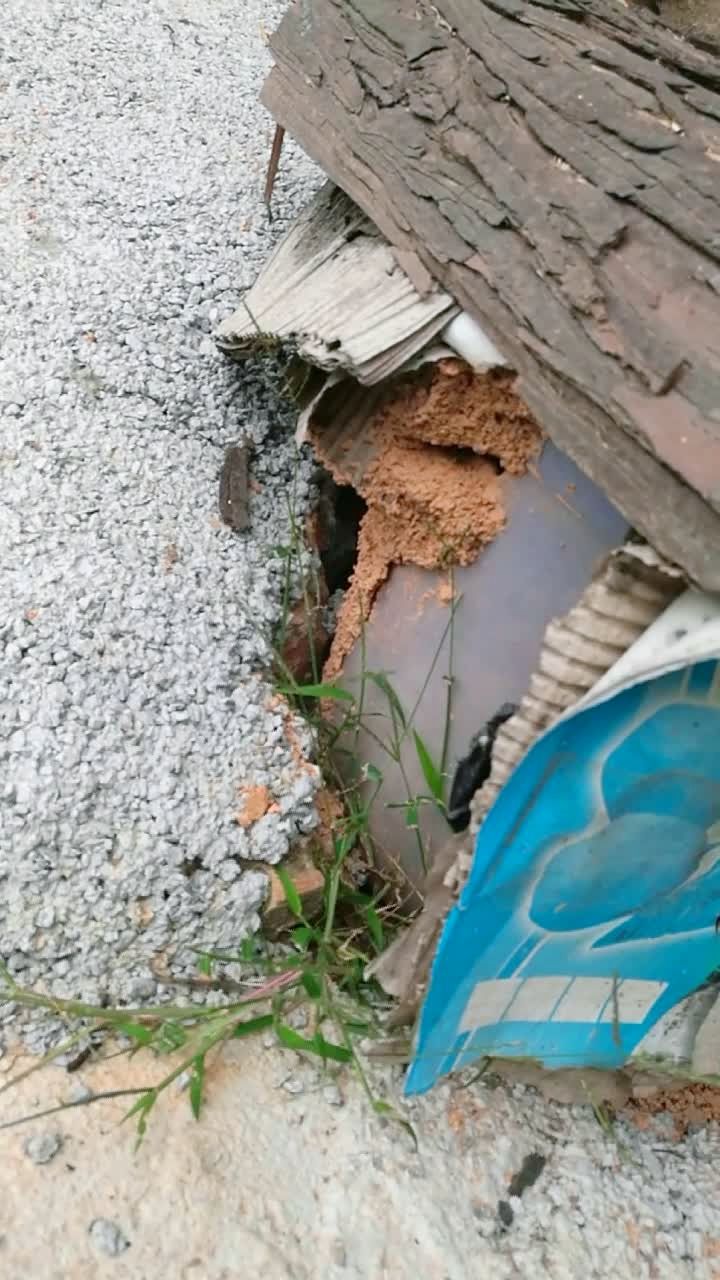 家里养的小米蜂