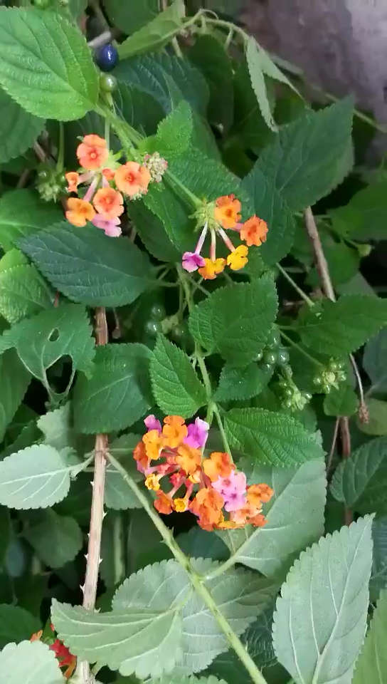 红粒风团暴发,奇痒难忍,内服这野生中草药,但五色花,不要自己随便用