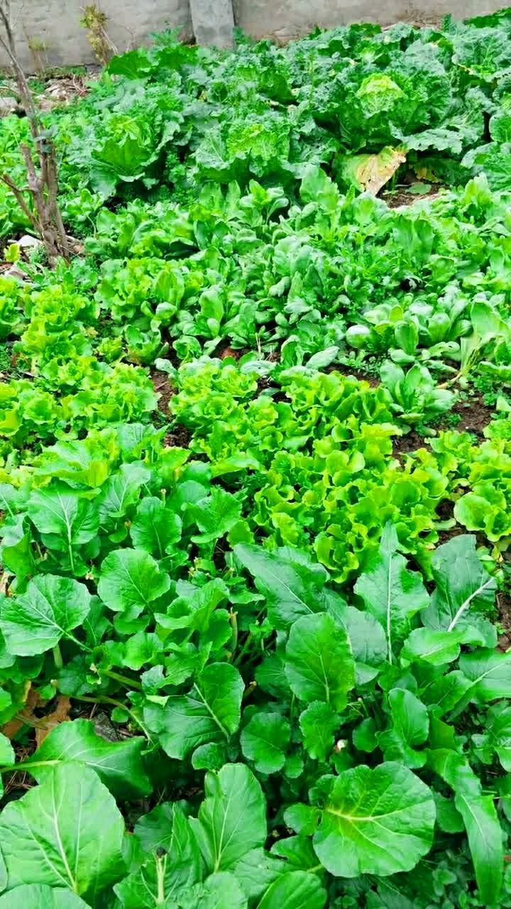 自家小院的菜地