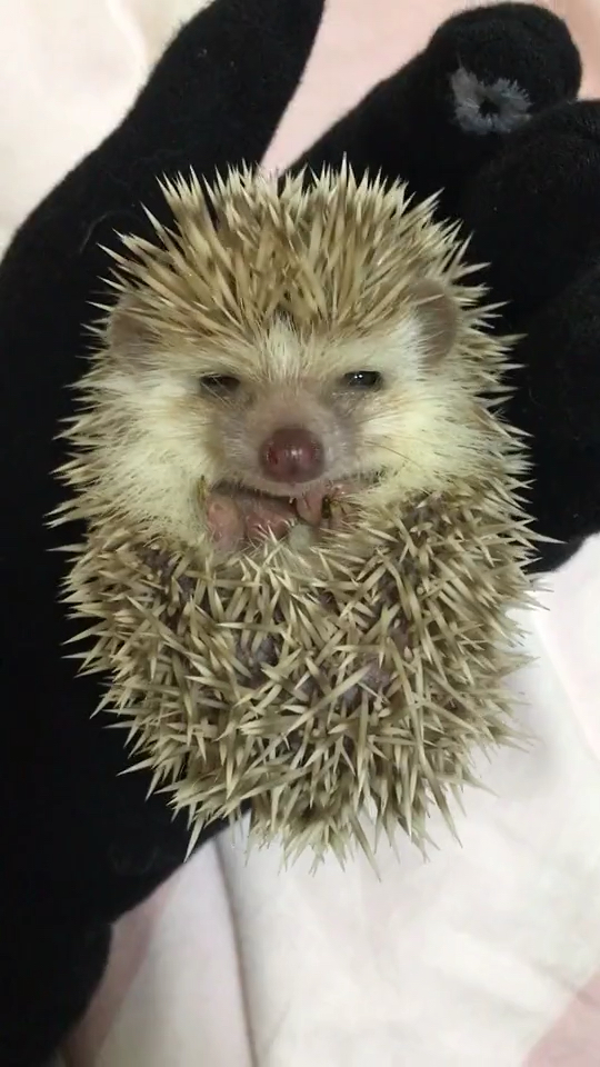 刺猬宝宝…不是一点扎手,一言不合就炸毛