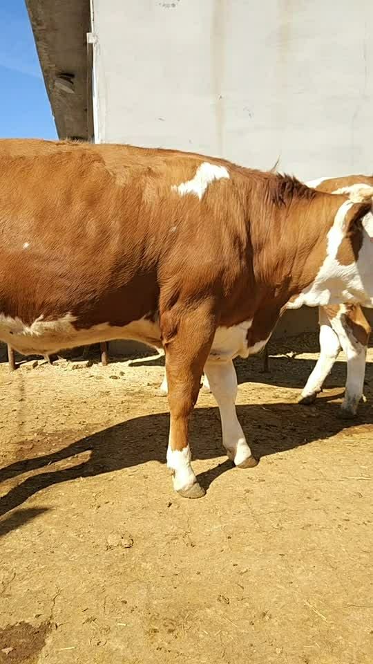 优质西门塔尔母牛