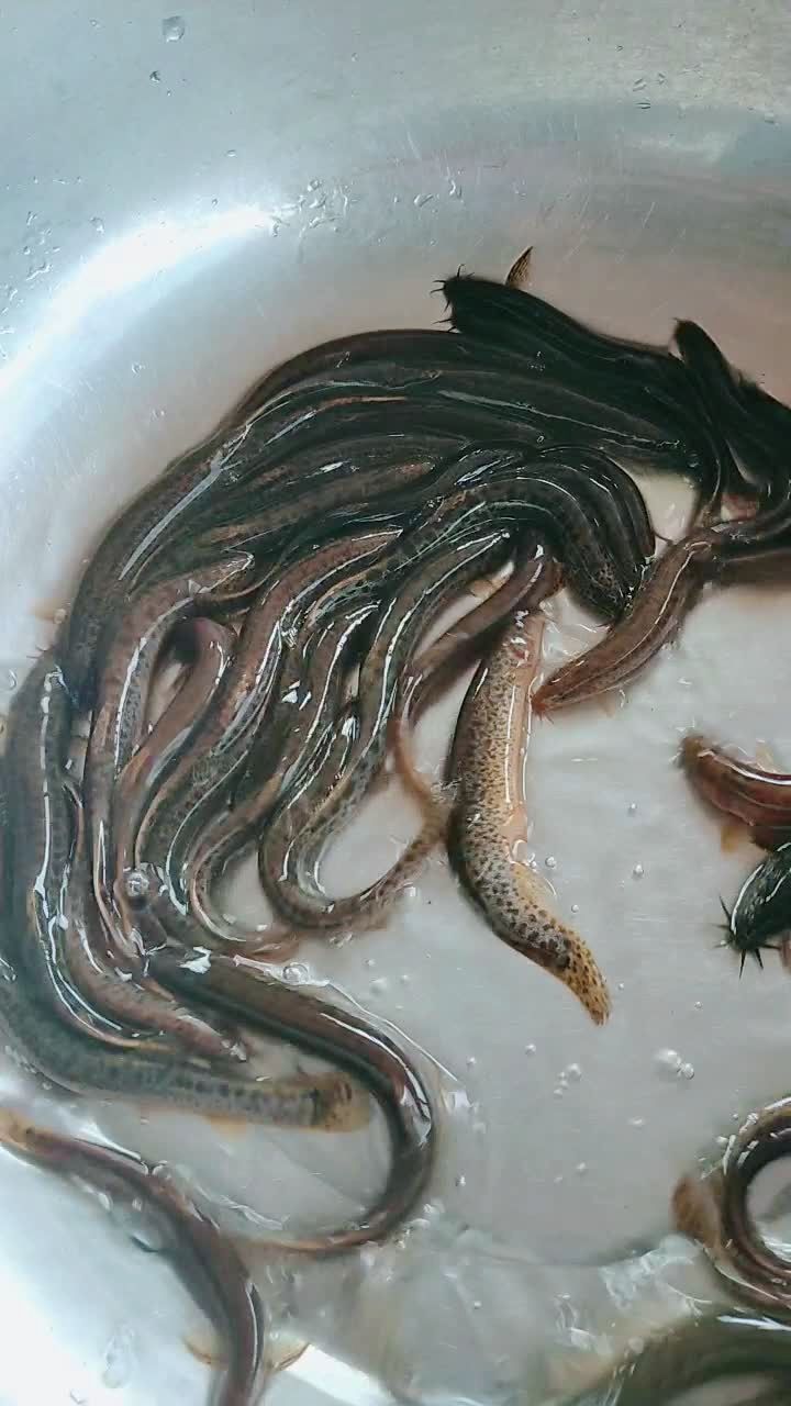 这才是真正的土泥鳅