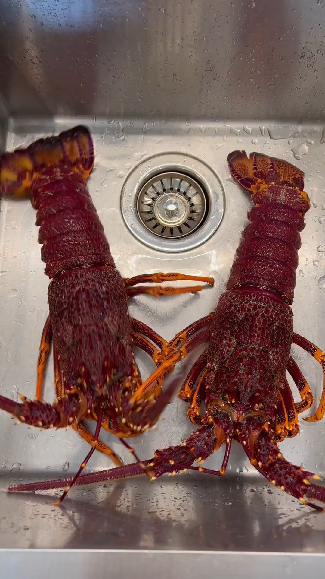 美食 #生腌 #海鲜 #火锅 #龙虾 #帝王蟹