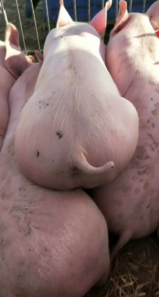 小猪尾巴摇的不错!