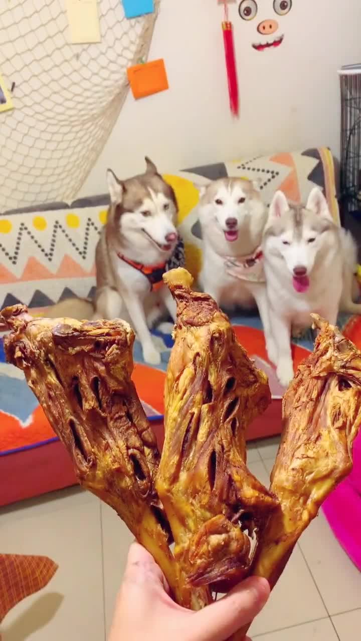 哈士奇 #萌宠 #二哈 烤羊腿安排上了