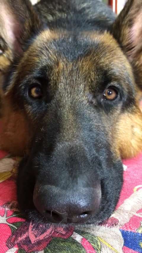 德牧辛巴斗鸡眼