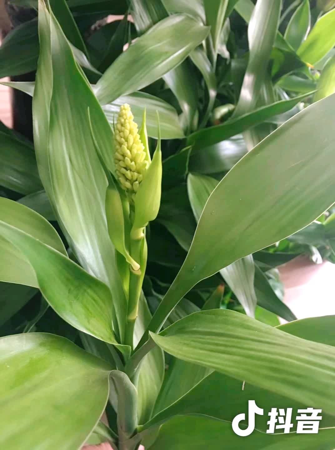 富贵竹开花,花开富贵