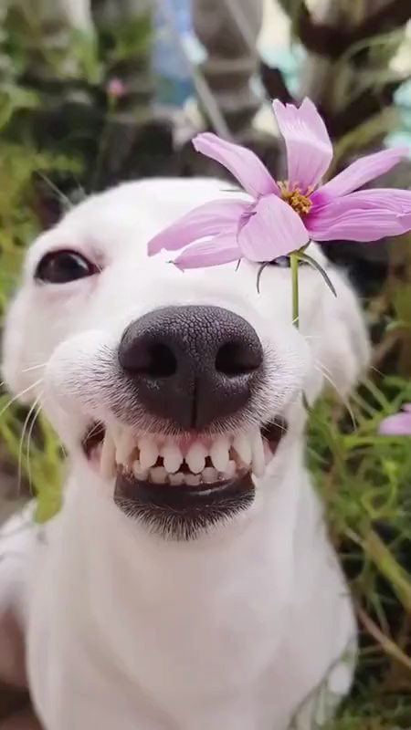 爱笑的小白牙, 在风中凌乱9797