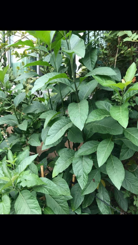 南非叶具有清热解毒,凉血清血,辅助降血糖,抗癌,防水肿功效