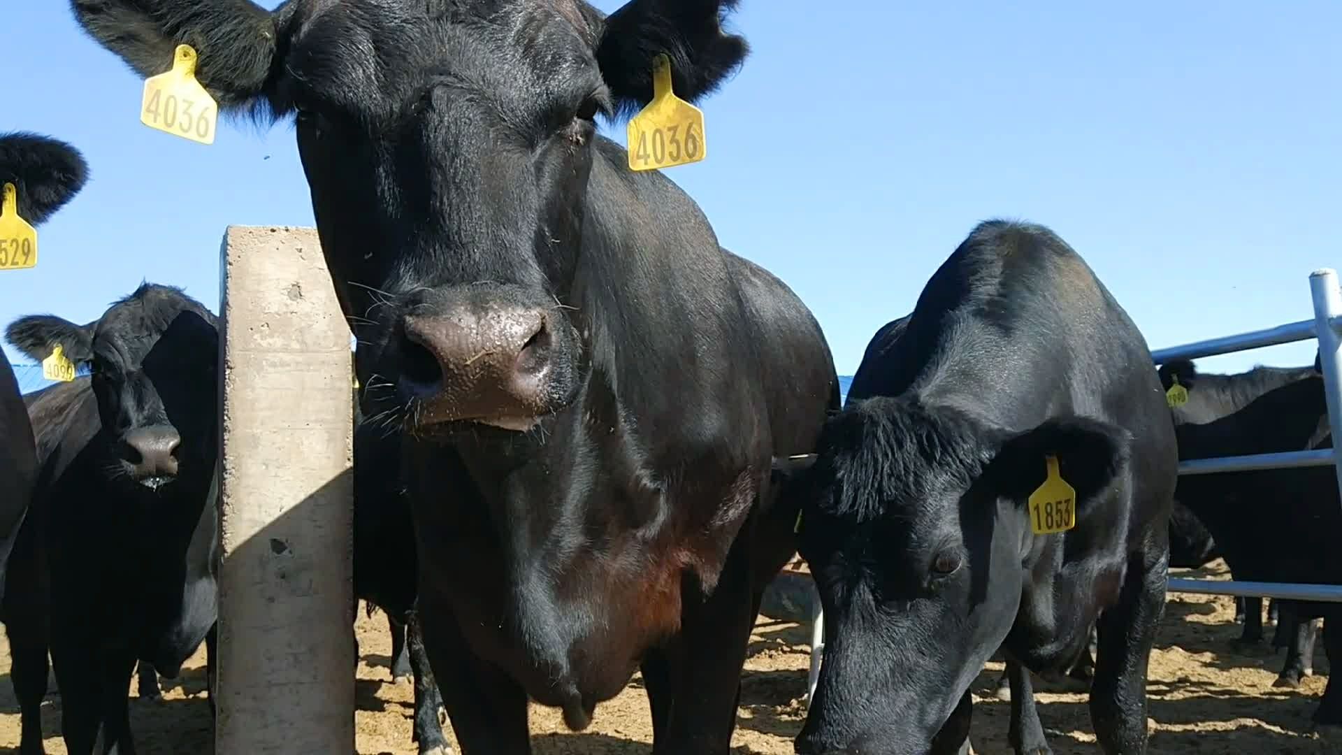 来自澳大利亚的天然牧场!纯种黑安格斯母牛!