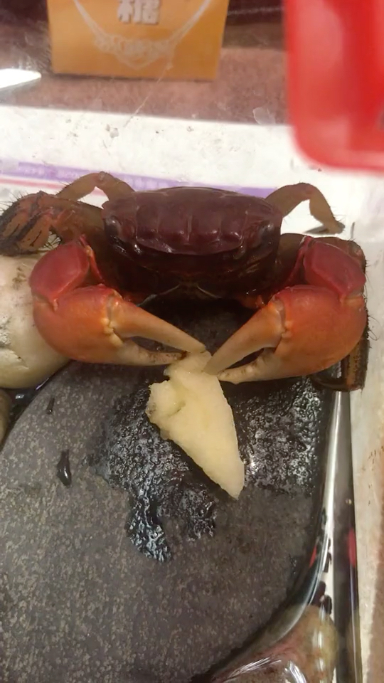 第一次看到螃蟹吃东西的点个赞