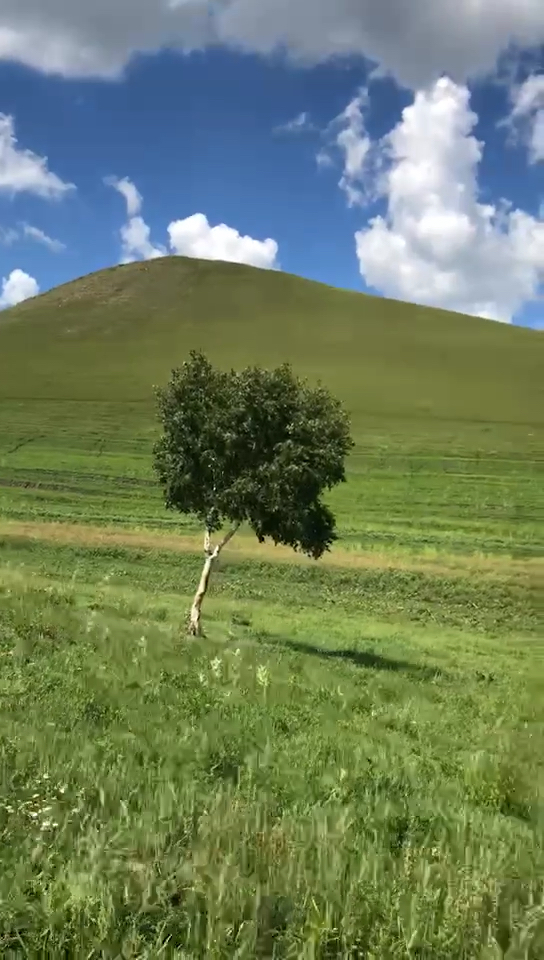 草原上一颗小树