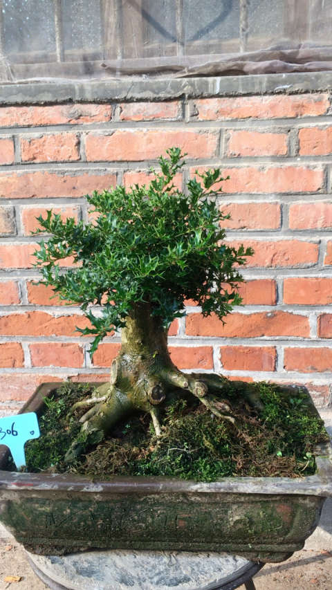 小叶枸骨老桩盆景.