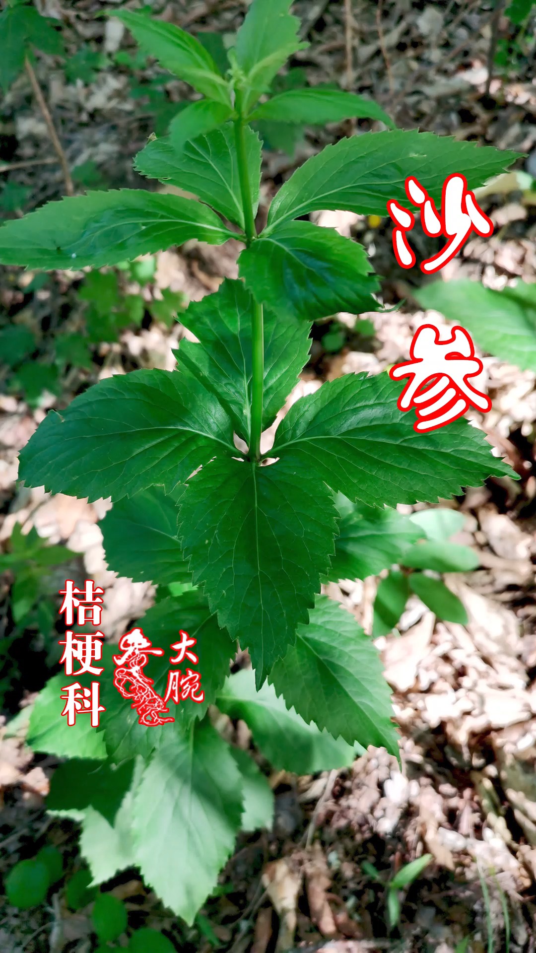 桔梗和沙参的区别图片