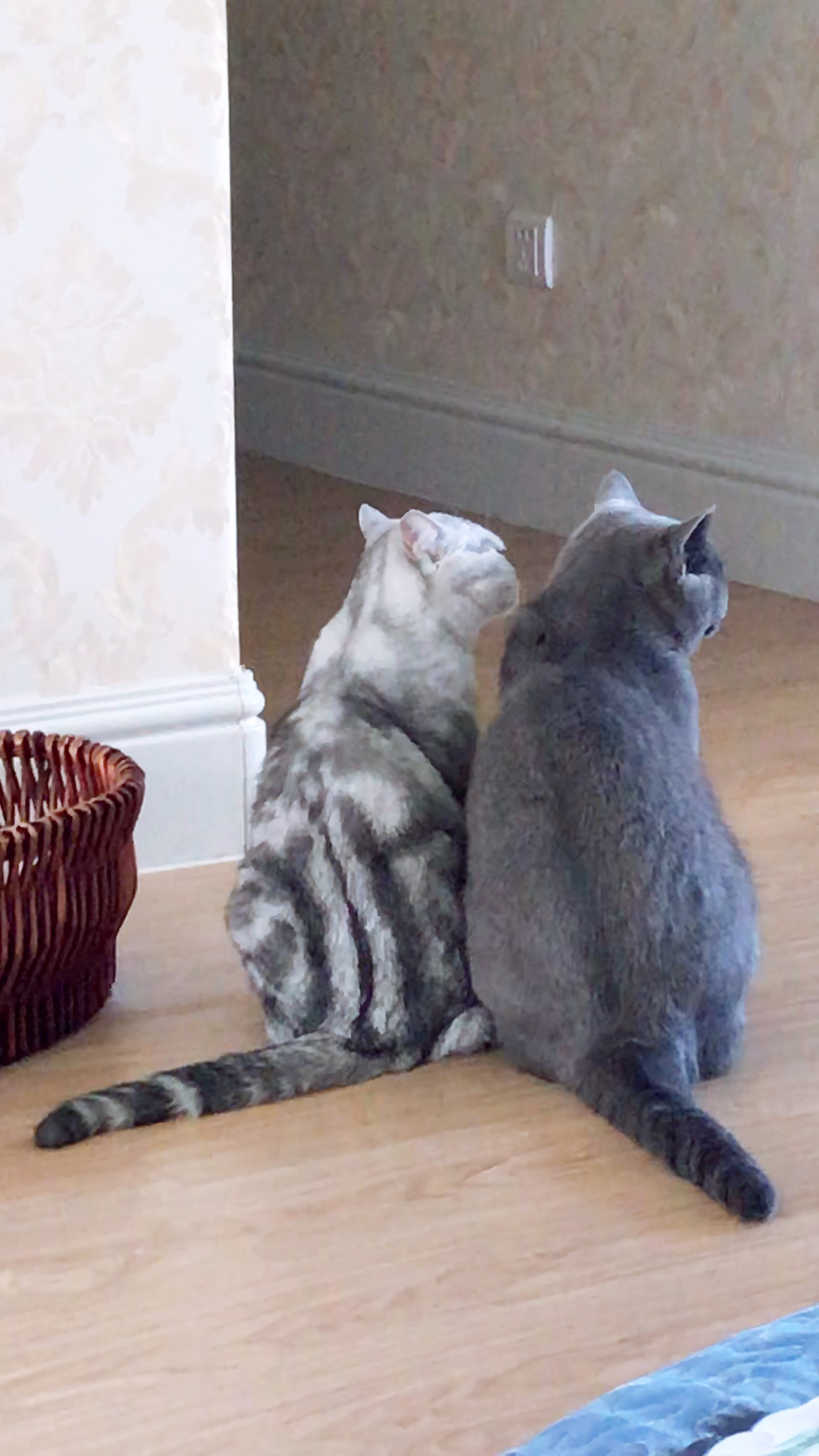 相亲相爱的两只