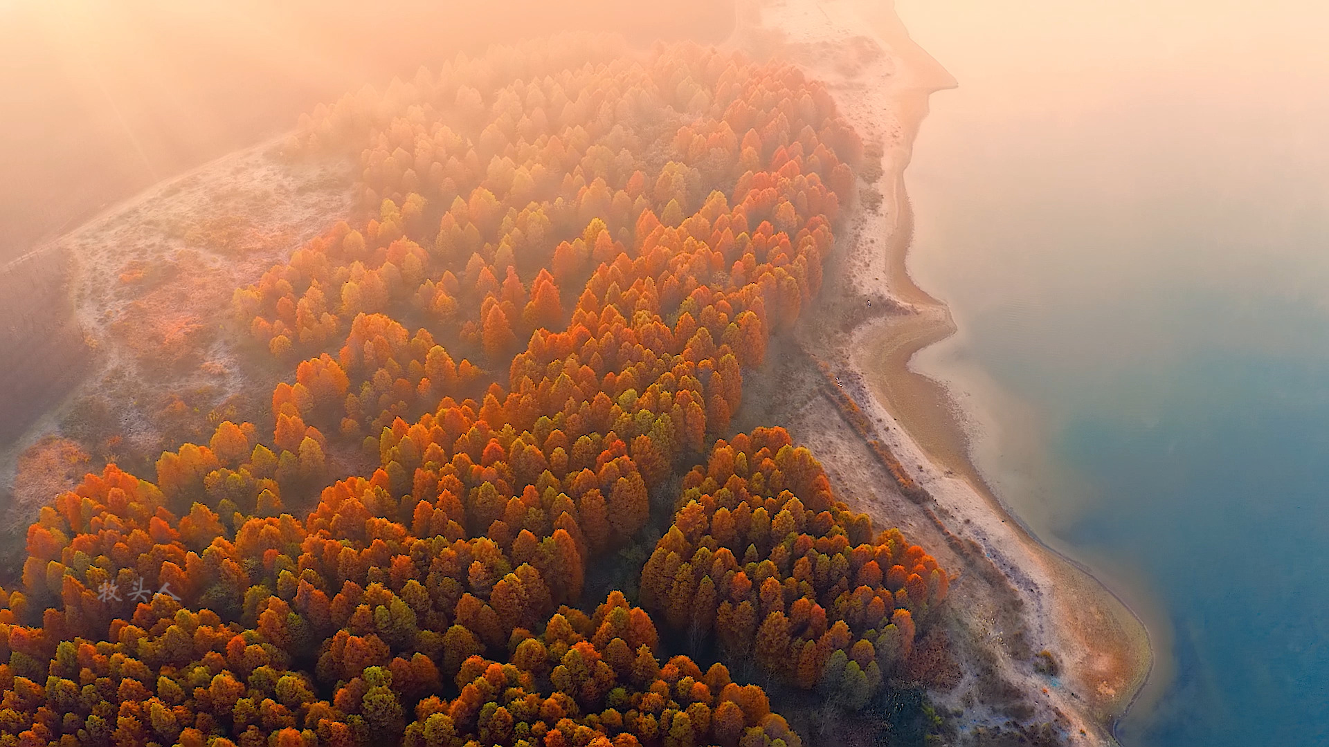 南京六合大泉湖的池杉林已到最佳观赏期,这里便是金陵秋色的最终篇章