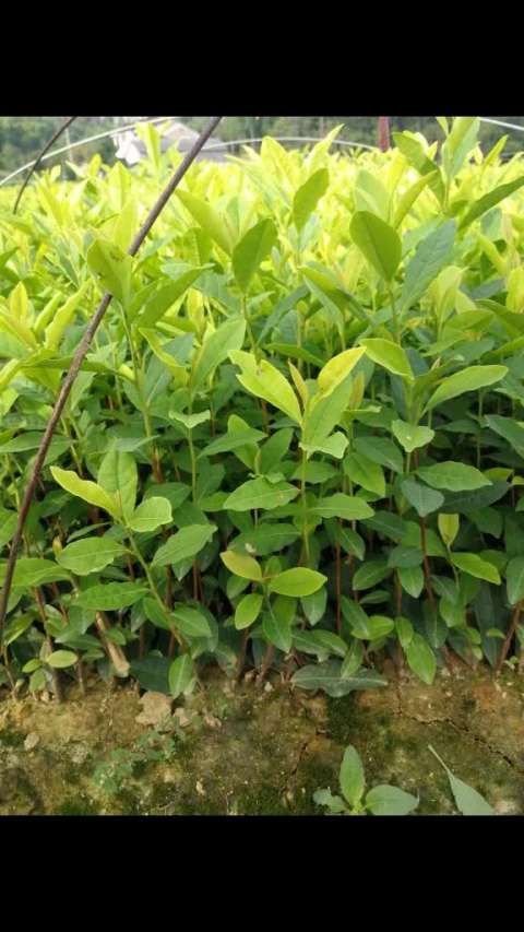 黄金叶茶苗