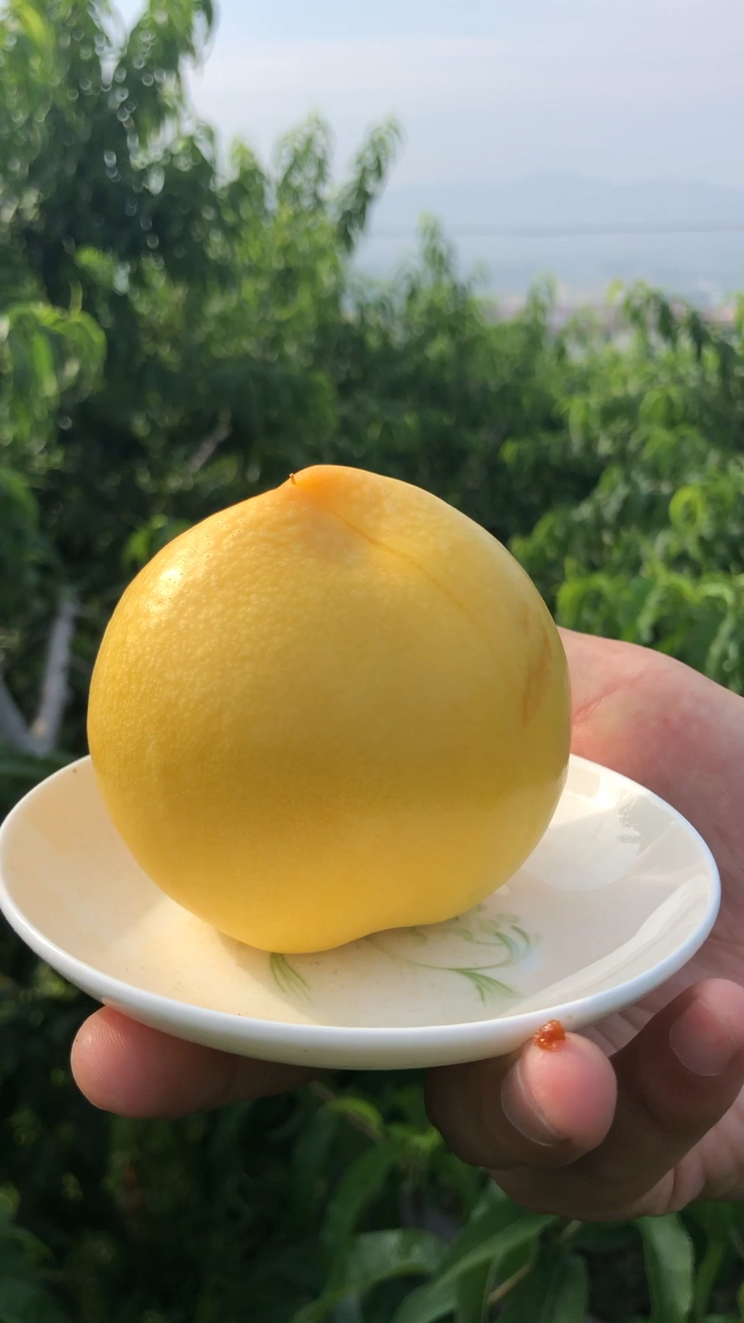 昨天拍的,忘了发了,大仙桃,脆甜多汁,把你养的白白胖胖的90