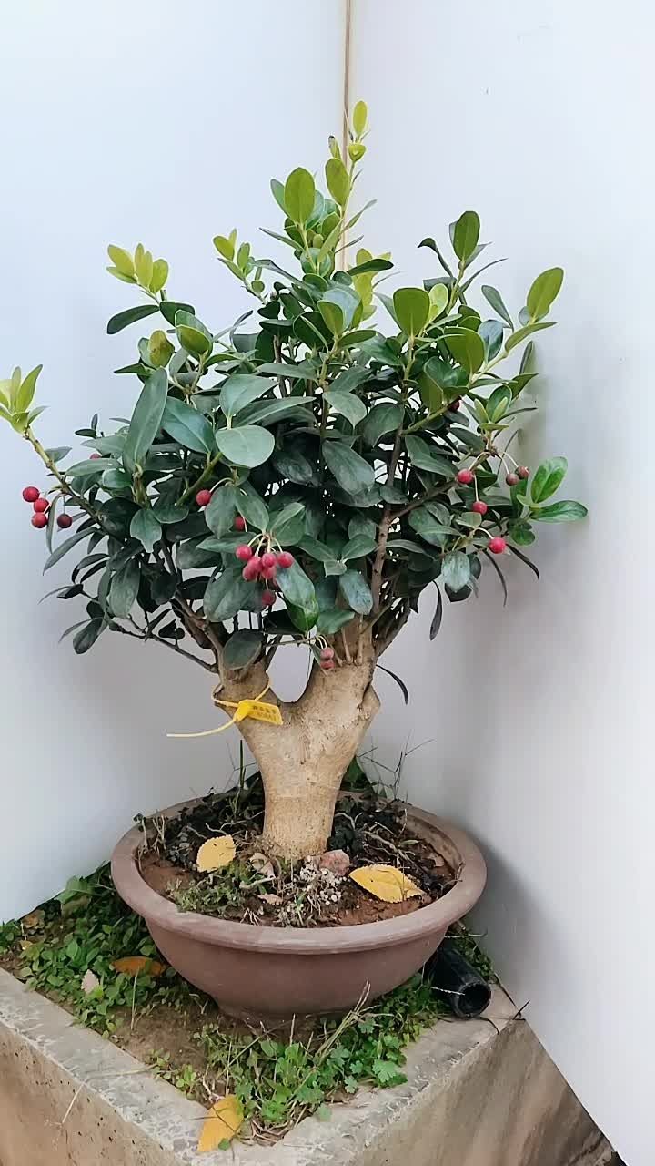 无刺枸骨盆景老桩