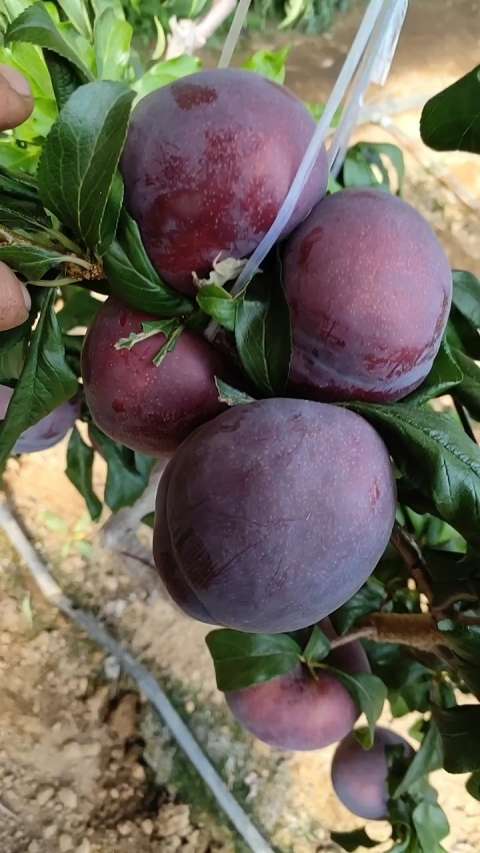 这种黑霸王李子,我猜你没吃过!