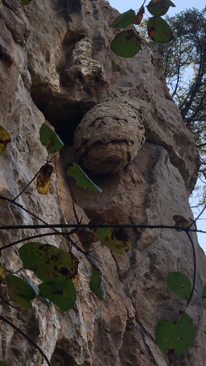 悬崖上的胡蜂窝