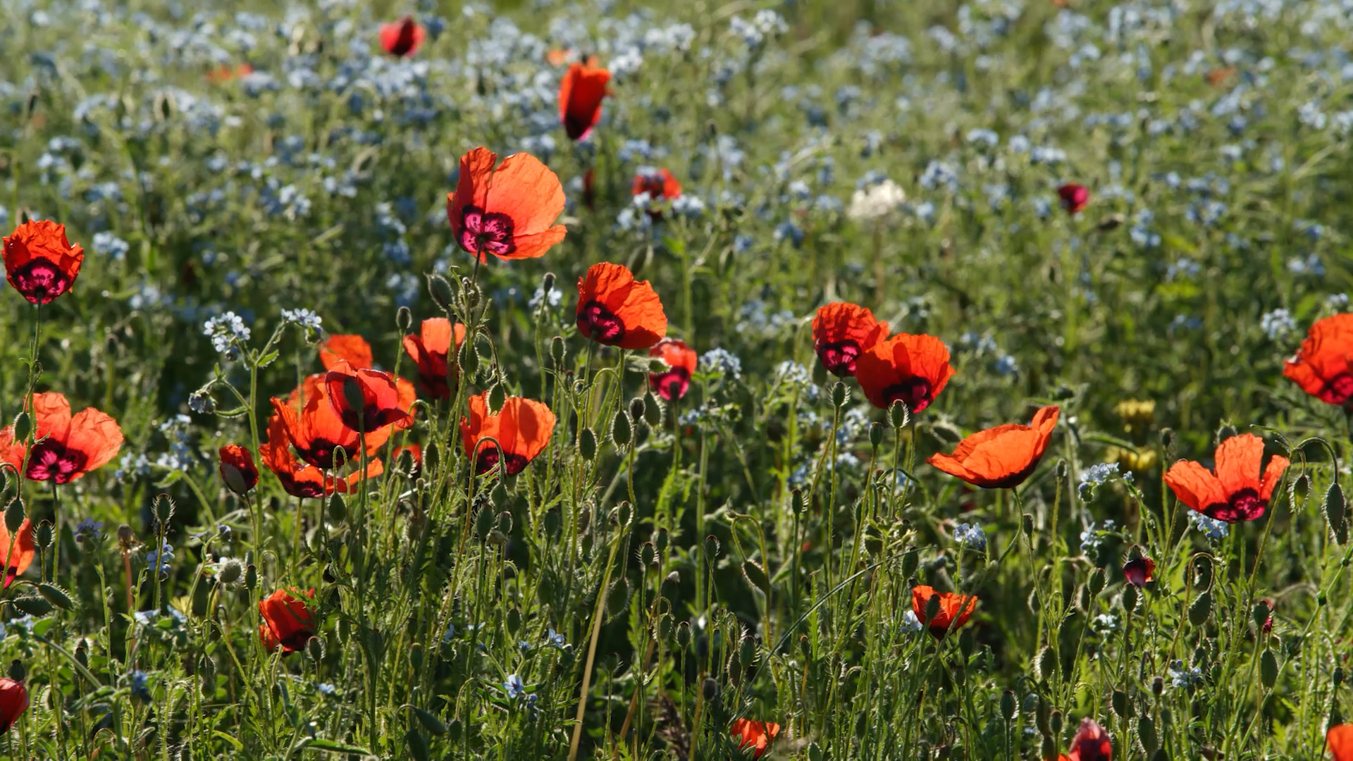 悄然绽放的红花,绿草如茵の大地
