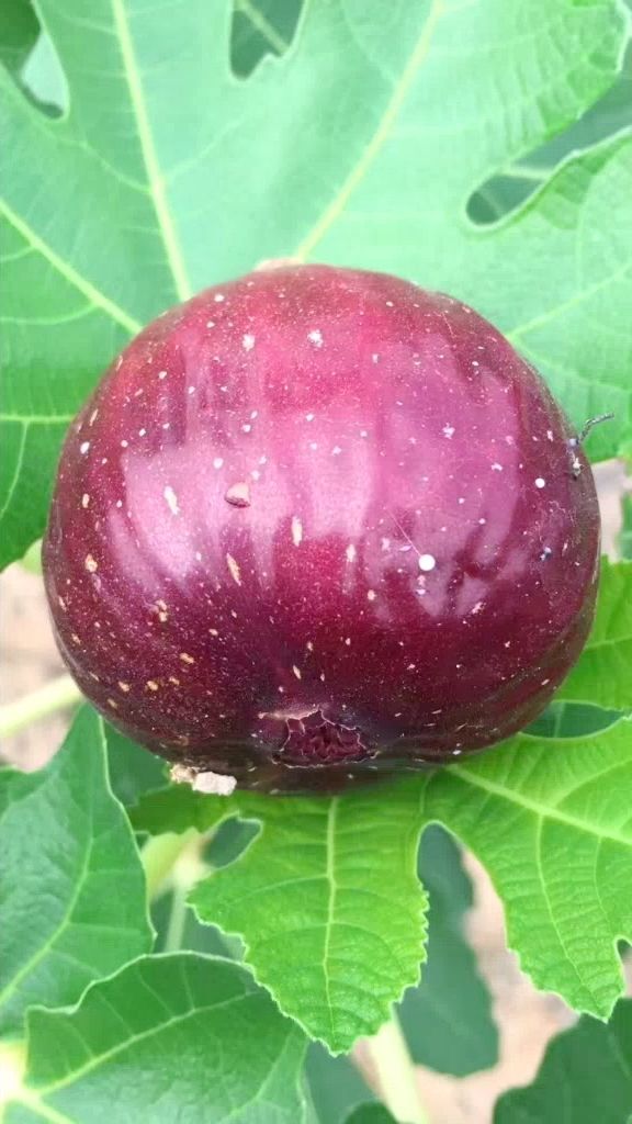 水果皇后 玛斯义.陶芬无花果