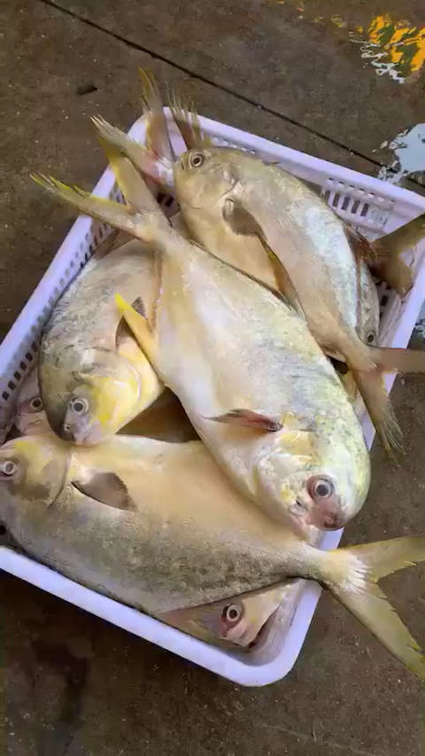 高端货  野生金鲳鱼