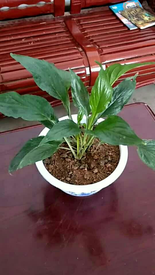 水田七盆栽,还不错挺好养的,净化空气,中药材功效清热解毒.