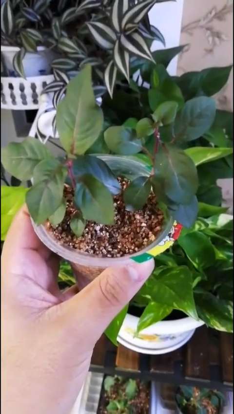 扦插的倒挂金钟小苗已经成活.