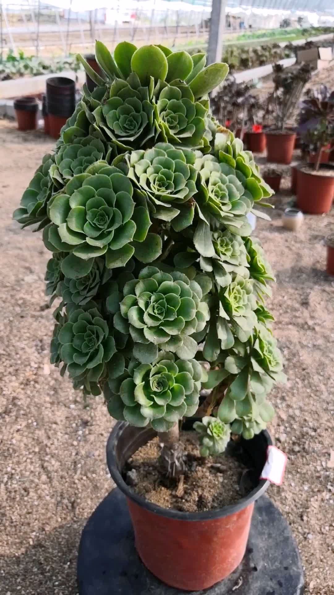 绿羊绒大老桩上新了