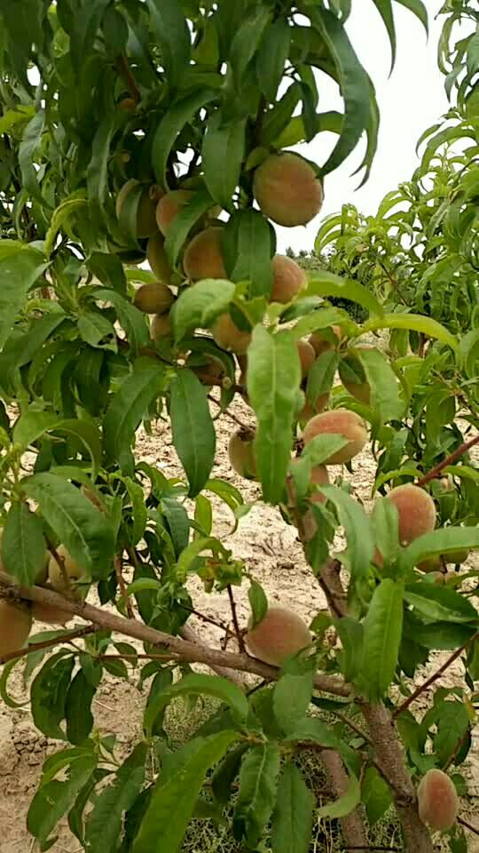 种在山上的桃树