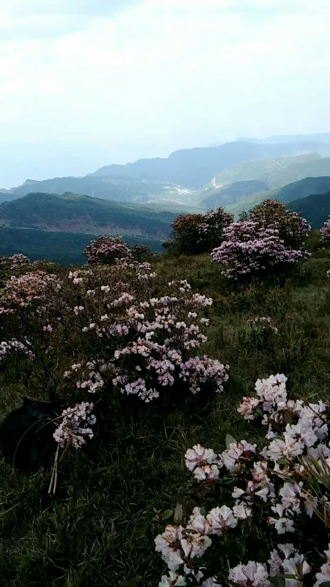大凉山的索玛花.