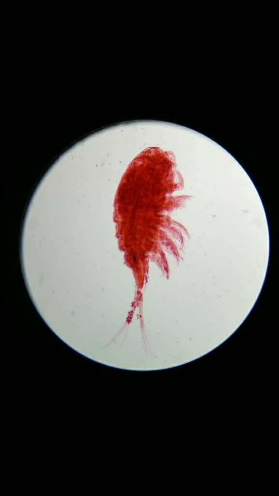 微观之剑水蚤装片