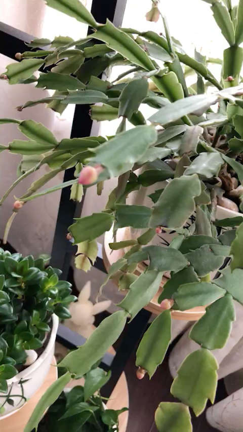 我的蟹爪兰花骨朵好漂亮.939395