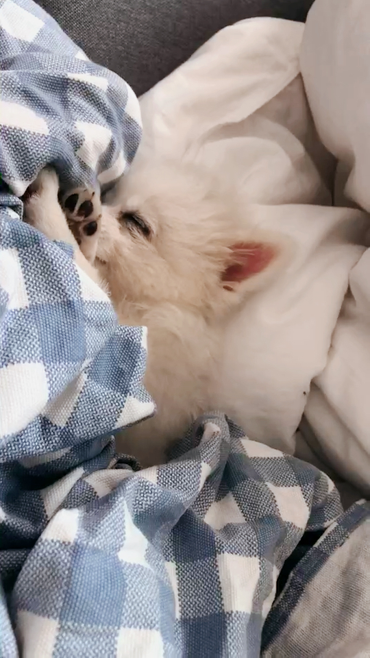 每次睡觉都要盖个东西哈哈,舒舒服服的睡觉觉!