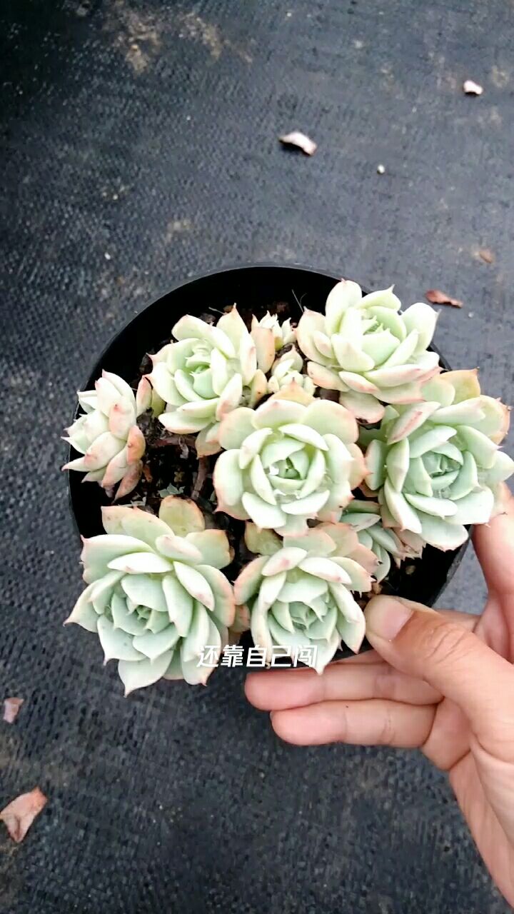 雪域 老桩 喜欢的加主页v私聊