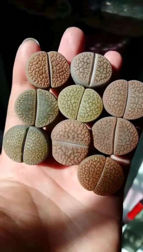 多肉植物生石花 富贵玉单头母本