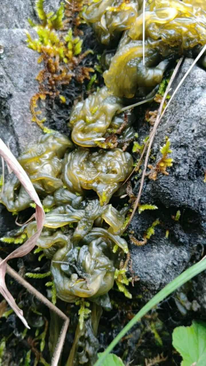 地木耳,家乡的野菜.