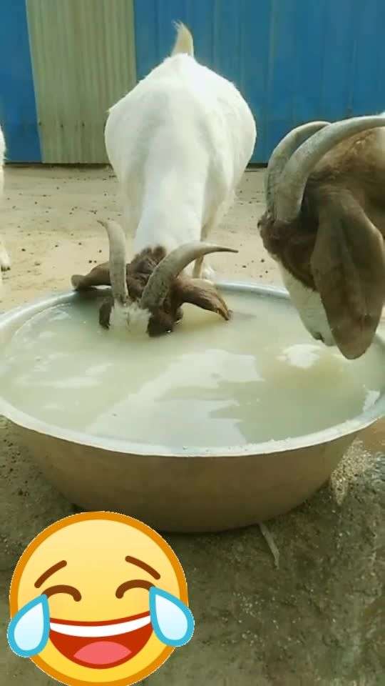 可爱的羊儿,喝水的样子太棒啦98