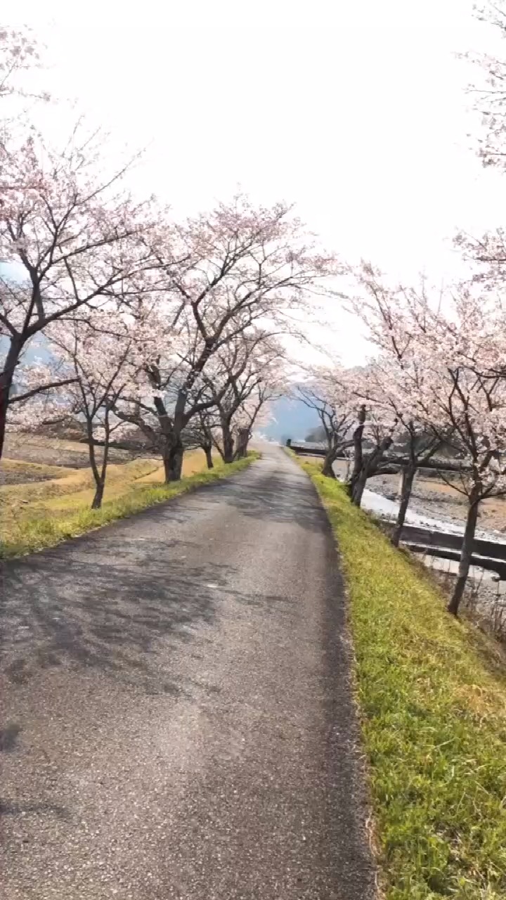 开满樱花的小道