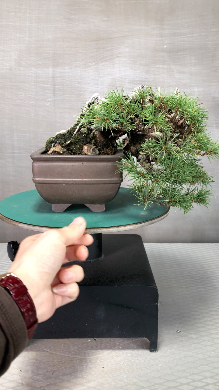 小品提根那须五针松