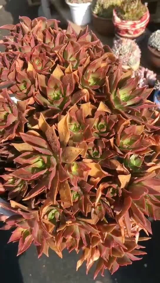 群生红叶法师,美!