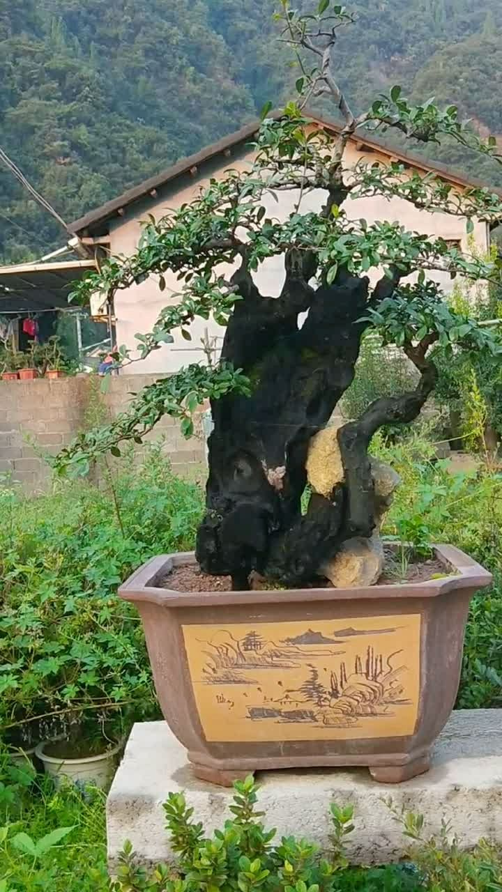 碳化老桩金弹子