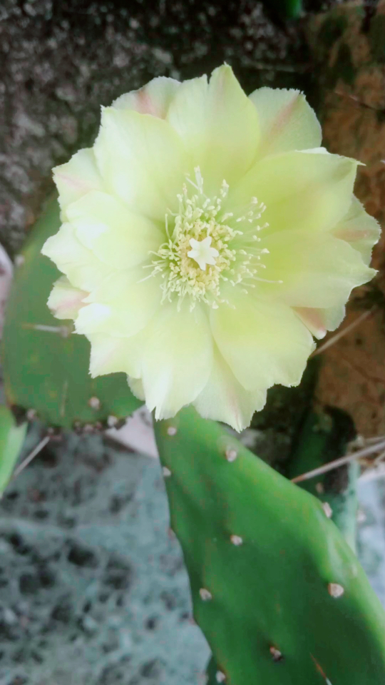 仙人掌的花如昙花般绽放