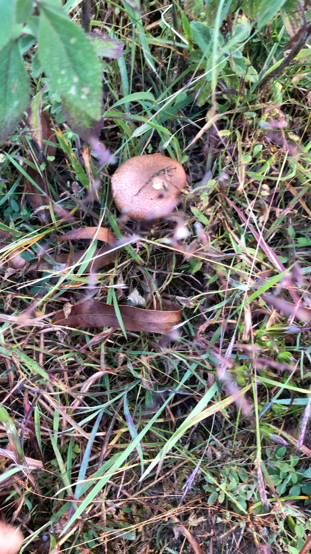 舌尖上的大姚一一鸡血菌